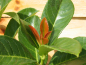 Preview: Kirschlorbeer Etna - Prunus laurocerasus Etna